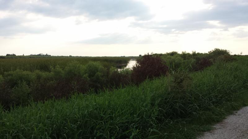A serene landscape view showing a grassy area leading to a calm waterway, surrounded by lush vegetation under a cloudy sky. A dirt path runs along the foreground, inviting exploration of the natural scenery. Lake Apopka Restoration Area mountain bike trail.