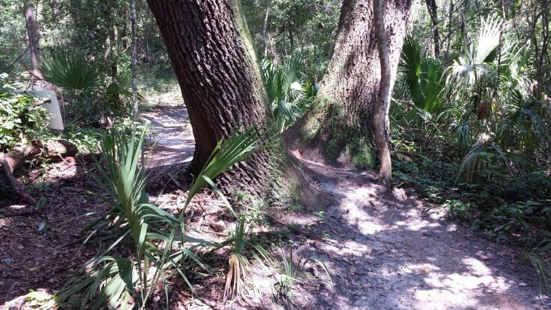 A tranquil forest scene featuring two large trees with textured bark, surrounded by lush greenery and small palm plants. A winding dirt path diverges between the trees, inviting exploration of the natural surroundings. Sunlight filters through the leaves, casting gentle shadows on the ground. Mount Dora Trail mountain bike trail.