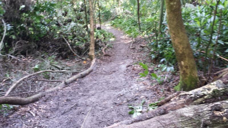 A narrow, muddy path winds through a dense forest, surrounded by lush greenery and fallen branches. The trail appears slightly overgrown, leading deeper into the woods. Mount Dora Trail mountain bike trail.