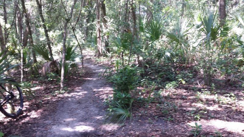 A dirt path winding through a lush green forest, surrounded by trees and various types of vegetation. Palmetto plants and other undergrowth line the sides of the trail, which is partially shaded by the canopy above, suggesting a serene natural environment. A bicycle wheel is partially visible on the left side of the image. Mount Dora Trail mountain bike trail.