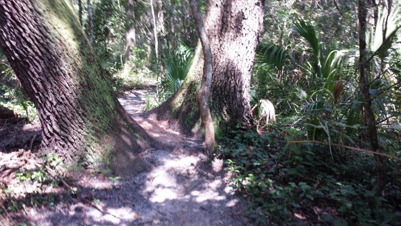A winding dirt path through a lush forest, flanked by large trees with textured bark and dense greenery. Sunlight filters through the leaves, casting dappled shadows on the ground. Mount Dora Trail mountain bike trail.