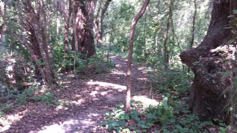 A narrow dirt path winding through a lush green forest, surrounded by tall trees and dense undergrowth. Sunlight filters through the leaves, creating dappled light on the ground. The scene is tranquil and inviting, suggesting a peaceful nature walk. Mount Dora Trail mountain bike trail.