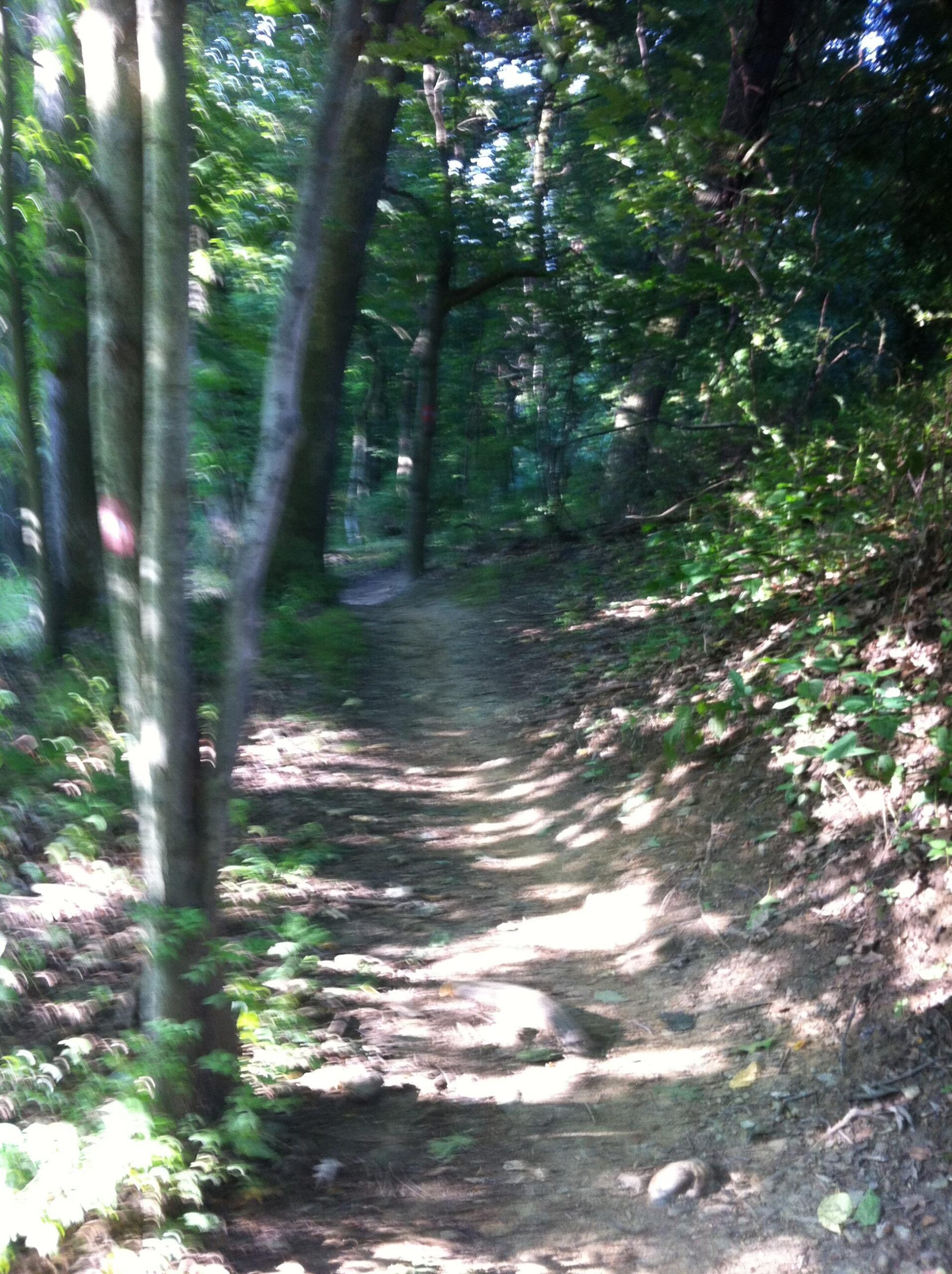 A narrow dirt path winding through a lush, green forest, with trees on either side and dappled sunlight filtering through the leaves. North Park mountain bike trail.