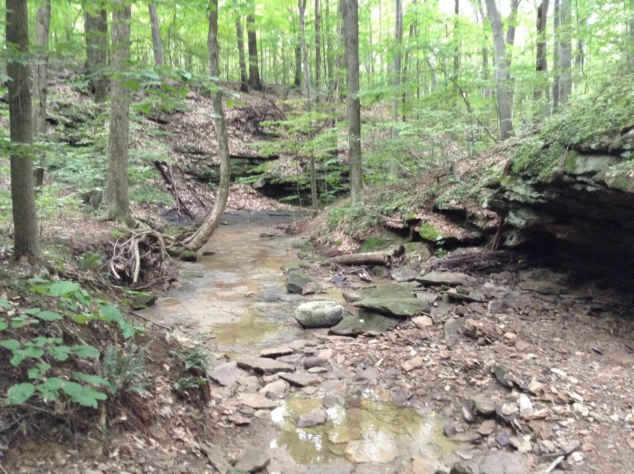 A tranquil forest scene featuring a small creek surrounded by lush green trees and rocky banks. The ground is covered with leaves and stones, and a few fallen logs are visible along the water's edge. The overall atmosphere is serene and natural, evoking a sense of calm in the woodland setting. West Branch mountain bike trail.