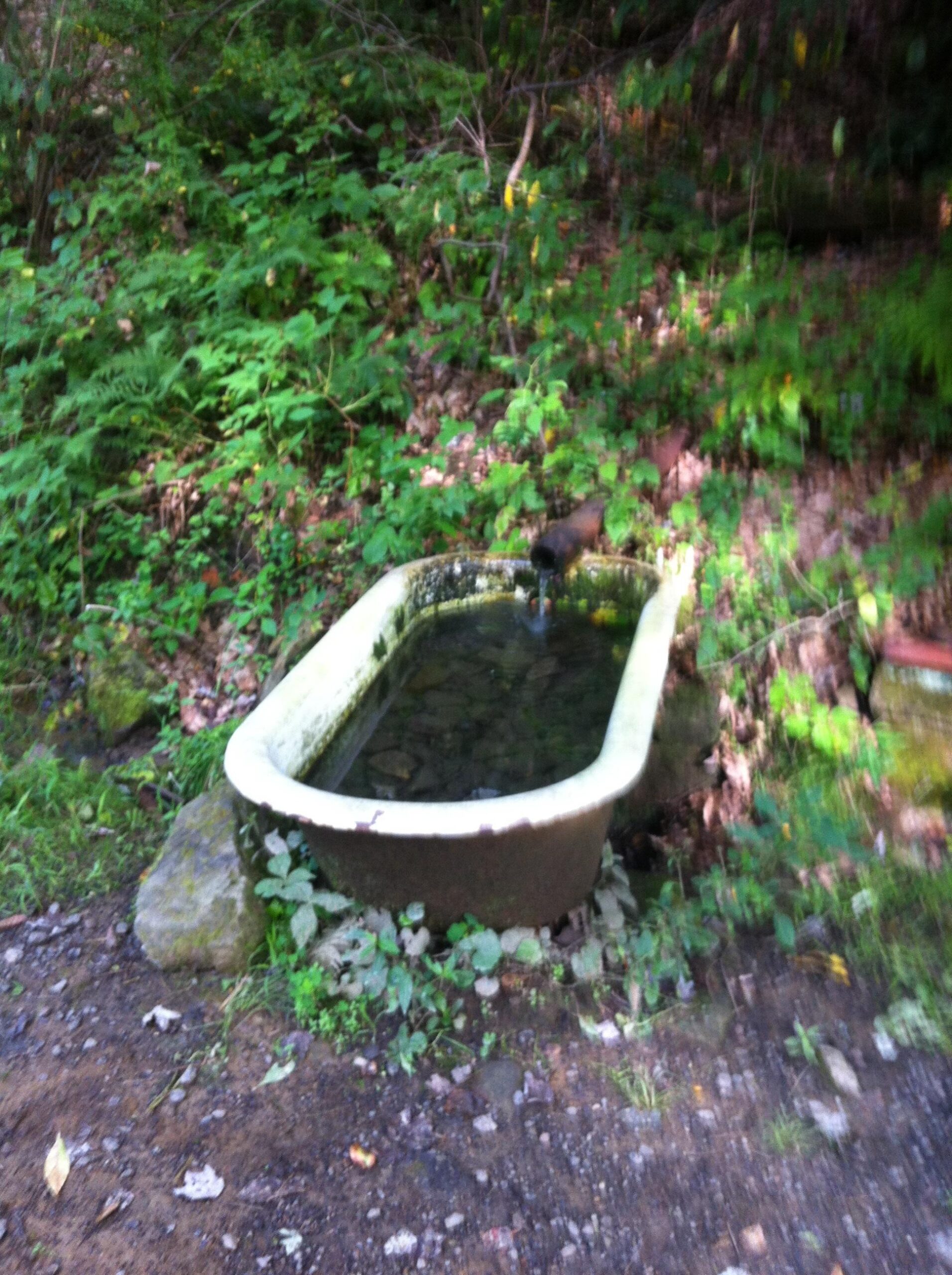 An old, weathered bathtub is partially submerged in a natural setting, surrounded by lush green vegetation and small rocks. The bathtub contains still water, reflecting its surroundings. A blurry bird can be seen perched on the edge of the tub, an indication of wildlife interaction with the water source. The background is filled with various shades of green foliage, creating a serene, rustic atmosphere. North Park mountain bike trail.