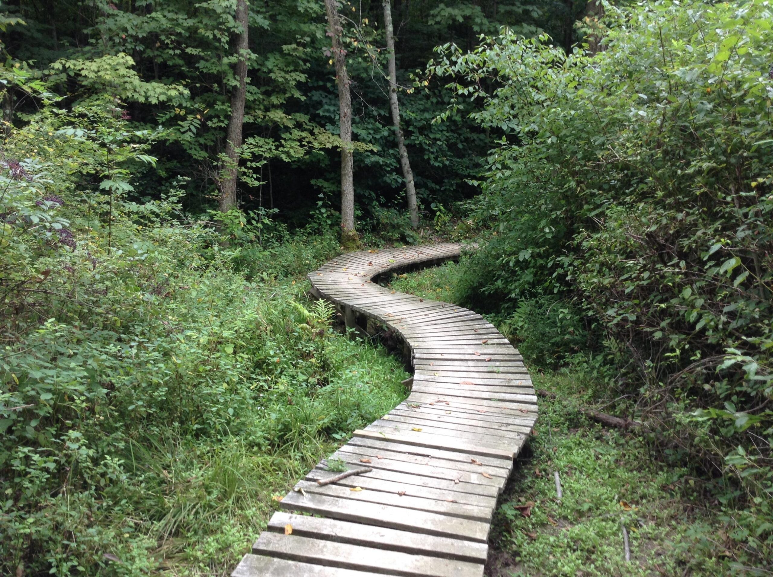 A winding wooden pathway leading through a lush green forest filled with trees and dense foliage. West Branch mountain bike trail.