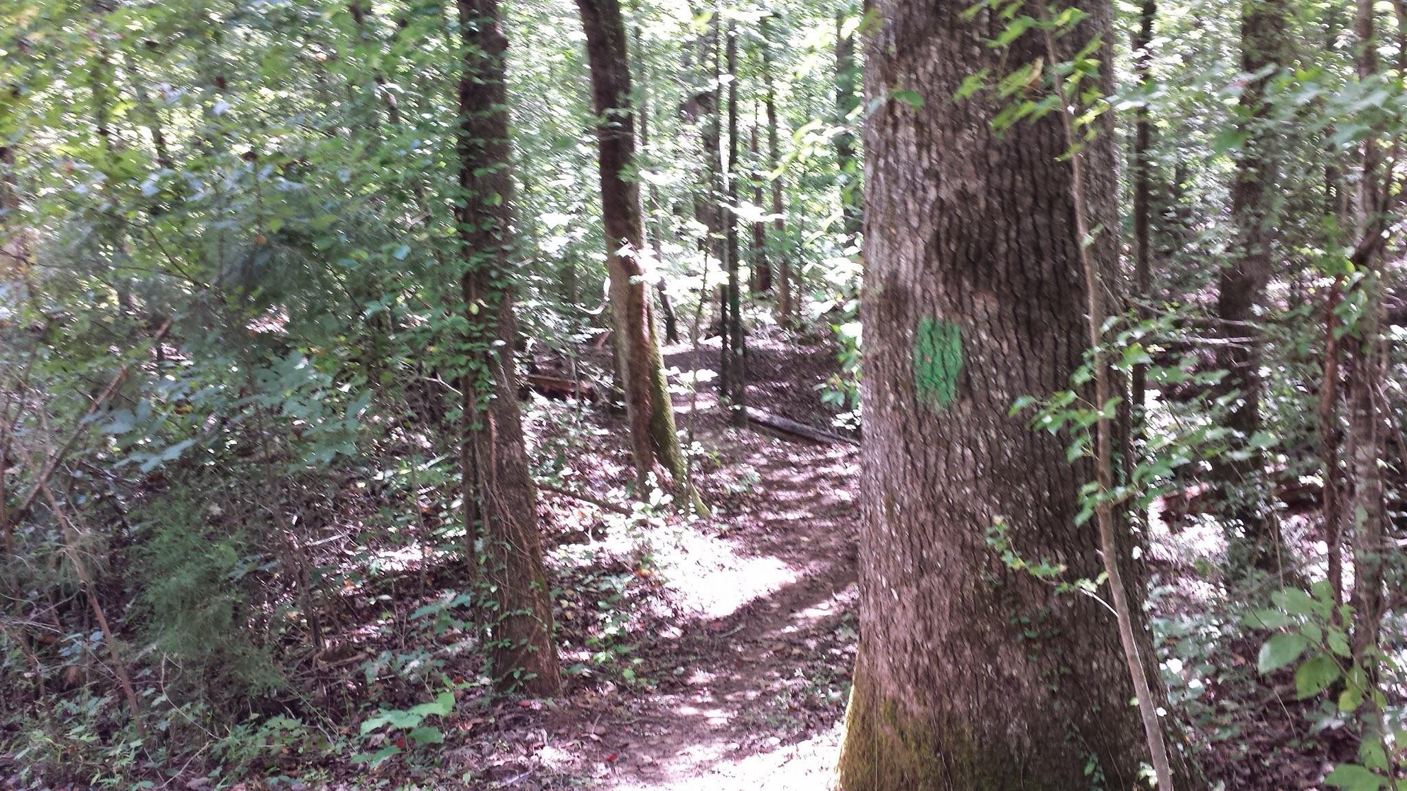 A narrow dirt path winding through a dense forest, lined with tall trees and lush greenery. A large tree on the right features a green marking, and sunlight filters through the leaves, creating a dappled light effect on the ground. Hard Labor Creek State Park mountain bike trail.