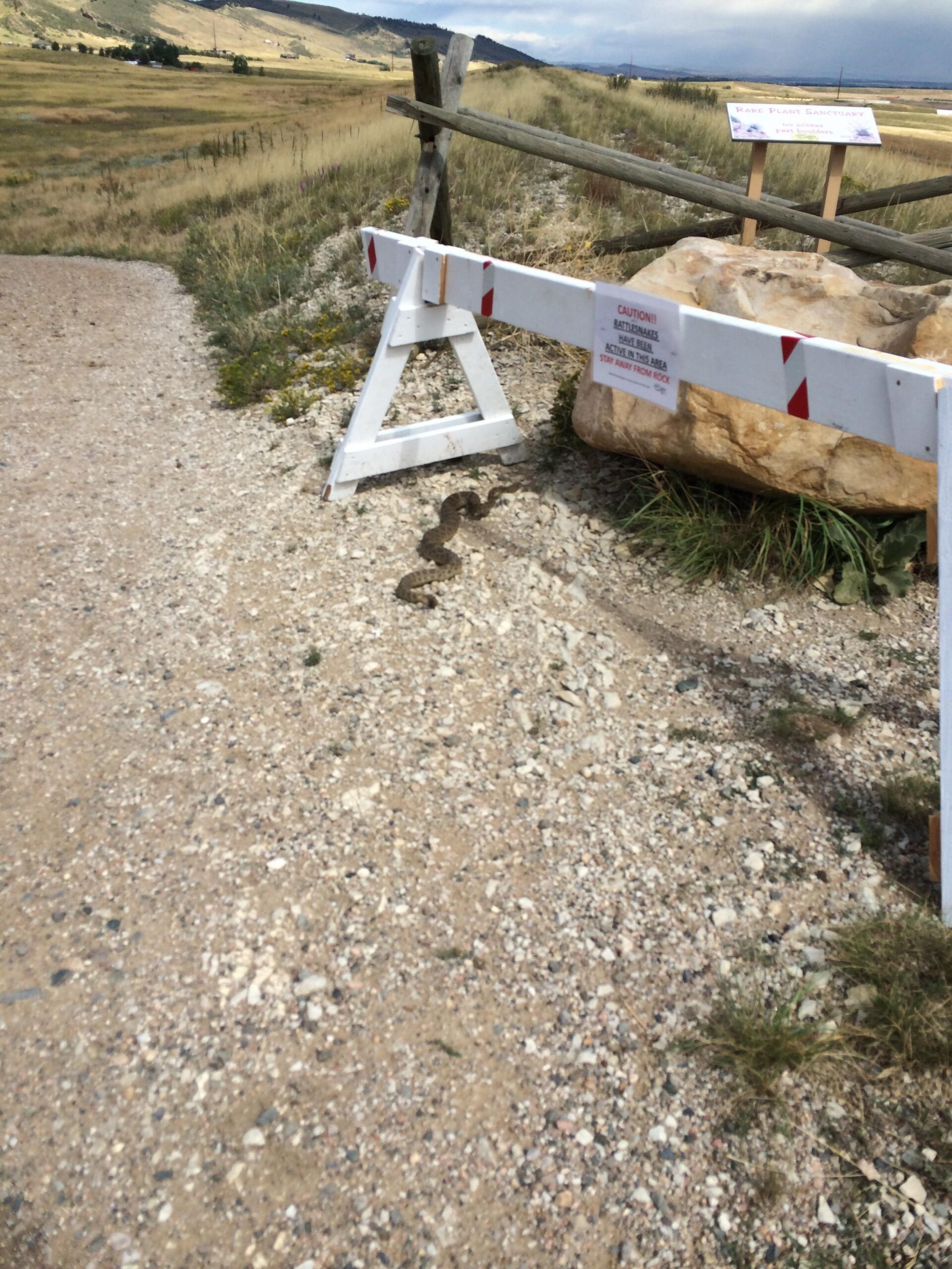 A snake is slithering near a white barrier sign on a gravel path, with a scenic backdrop of grasslands and hills under a cloudy sky. Coyote Ridge mountain bike trail.