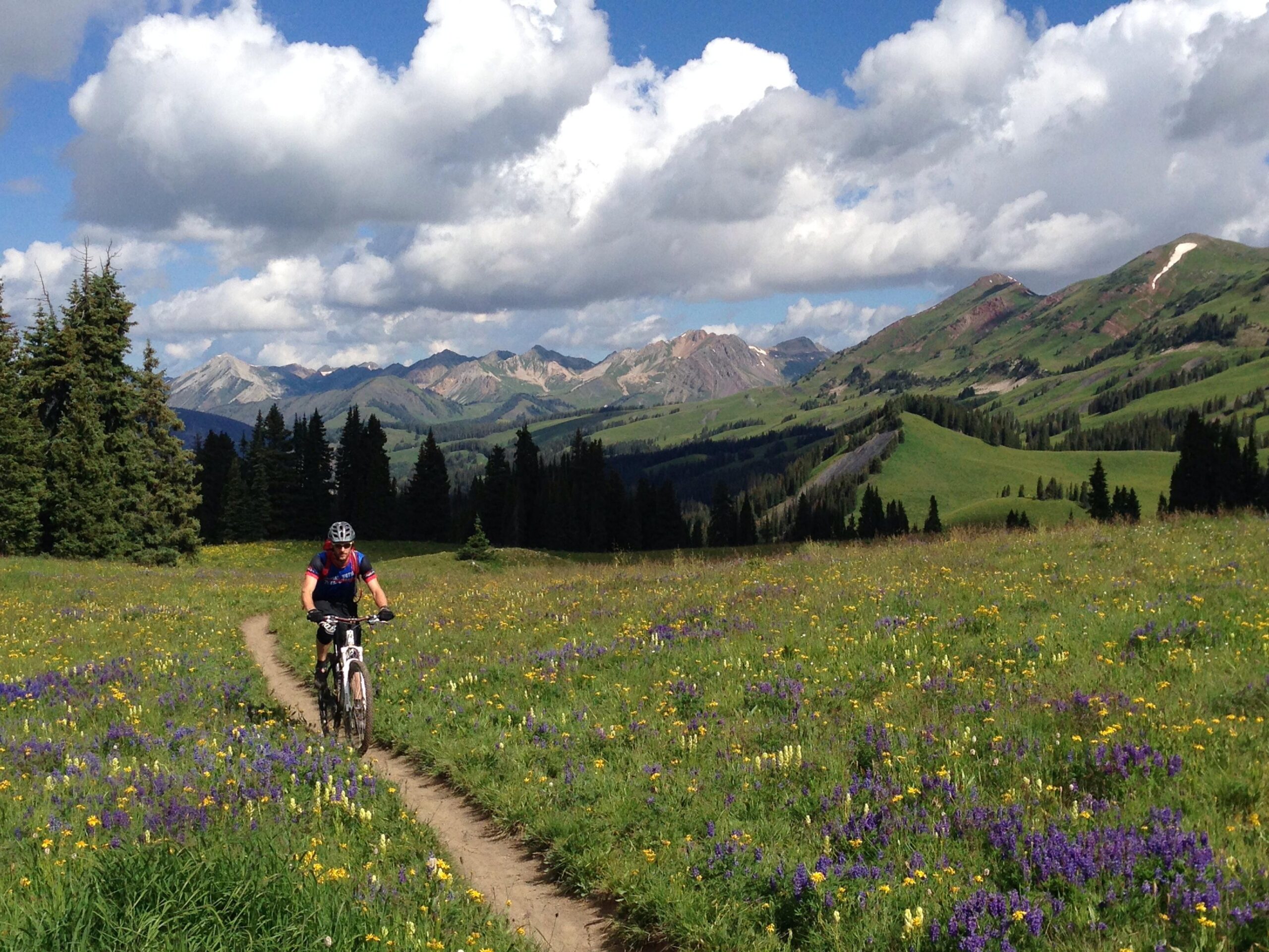 A mountain biker rides along a dirt trail through a vibrant field of wildflowers, with majestic mountains and a blue sky filled with fluffy clouds in the background. Trail 401 mountain bike trail.