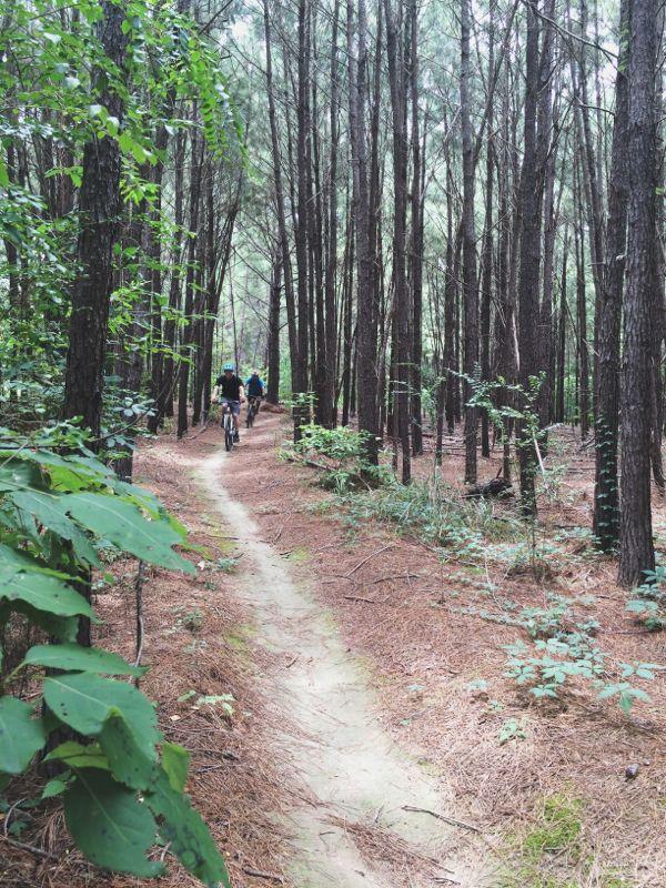 A winding dirt path through a dense forest of tall pine trees, with a few cyclists in the distance navigating the trail. Lush green foliage and scattered pine needles line the path, creating a serene outdoor atmosphere. Mt. Zion Bike Trails mountain bike trail.