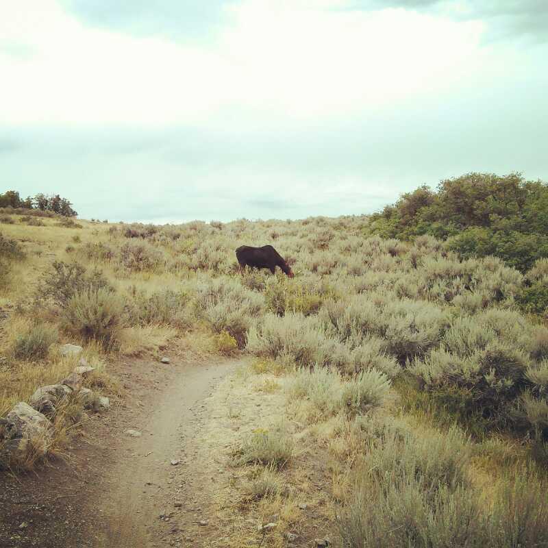 A black cow grazing in a grassy field bordered by a dirt path, with sagebrush and sparse trees in the background under a cloudy sky. Round Valley mountain bike trail.