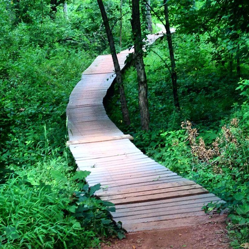 A winding wooden pathway through a lush green forest, surrounded by trees and dense undergrowth. Six Mile Run mountain bike trail.