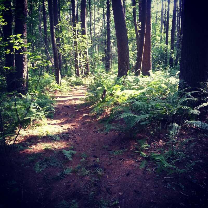 A sunlit forest path winding through tall trees, surrounded by lush green ferns and scattered pine needles on the ground. The scene conveys a tranquil and inviting atmosphere in the heart of the woods. Lowell-Dracut-Tyngsborough State Forest mountain bike trail.