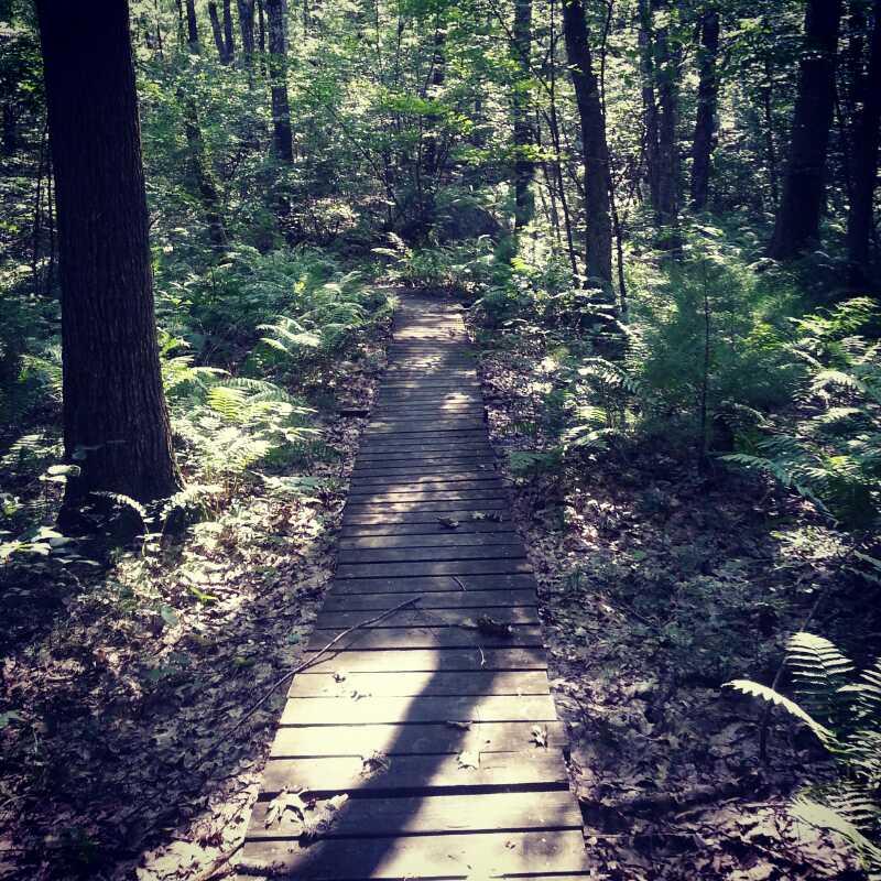 A narrow wooden pathway winding through a lush forest, surrounded by green ferns and tall trees, with dappled sunlight filtering through the leaves. The ground is covered in fallen leaves, creating a tranquil and natural setting. Lowell-Dracut-Tyngsborough State Forest mountain bike trail.