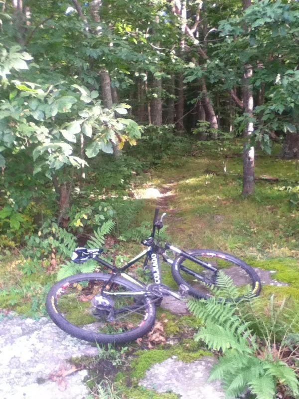 A mountain bike rests on a rocky path surrounded by lush greenery and trees in a forested area. Allamuchy State Park-North mountain bike trail.