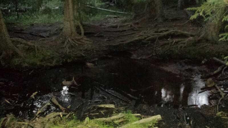 A dark, muddy area of a forest floor, with visible tree roots and still water reflecting the surroundings. The lighting is low, creating a mysterious atmosphere. Rampart Reservoir mountain bike trail.