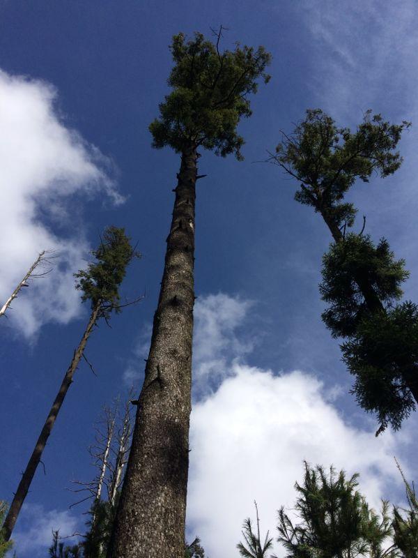 Tall trees rising against a clear blue sky with scattered clouds. Some trees have green foliage at the tops, while others are bare, showcasing a mix of healthy and dying branches. The perspective is from the ground looking upward, emphasizing the height of the trees. Desierto De Los Leones mountain bike trail.