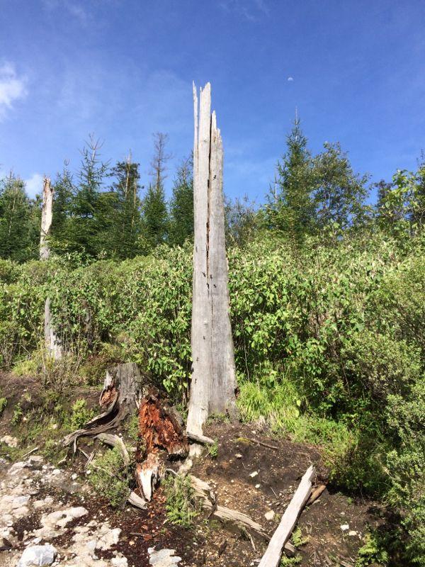 A tall, weathered tree stump stands prominently among lush green foliage and smaller tree remains, under a bright blue sky with a hint of a moon visible. The scene captures a blend of nature’s resilience and decay. Desierto De Los Leones mountain bike trail.