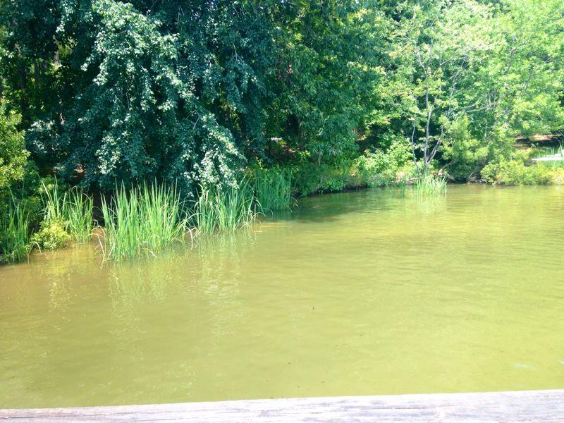 A serene view of a calm, greenish-brown body of water surrounded by lush trees and tall grasses. The sunlight filters through the foliage, creating a peaceful atmosphere. The scene captures the beauty of nature, perfect for relaxation or reflection. San-lee Park mountain bike trail.