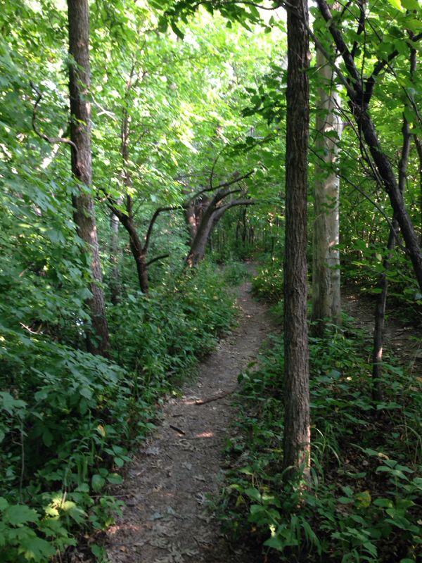 A narrow dirt path winding through a lush green forest, flanked by trees and dense foliage, creating a serene and natural atmosphere. Mammoth Trail mountain bike trail.
