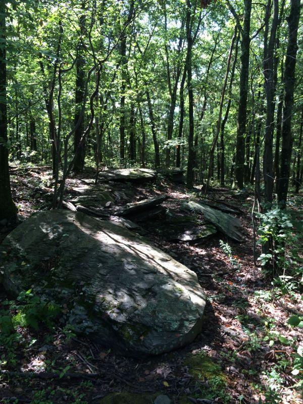 A shadowy forest scene featuring large, flat rocks amid lush greenery. Sunlight filters through the canopy of trees, casting dappled light on the ground covered in leaves and small plants. The rich textures of the bark and rocks create a natural, untouched atmosphere. Moon Lake Park mountain bike trail.