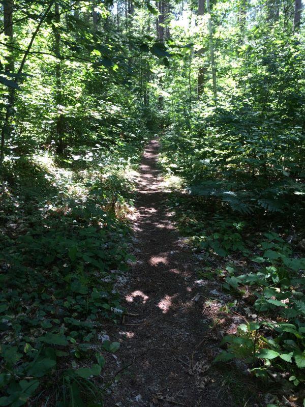 A narrow dirt path winding through a lush green forest, surrounded by dense foliage and sunlight filtering through the trees. Northern Highland-American Legion State Forest mountain bike trail.