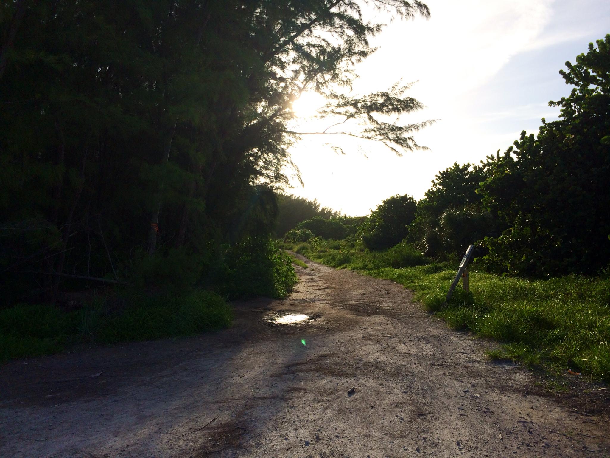 A dirt path winding through lush greenery, bordered by tall trees and brush. The sun is shining in the background, casting a warm glow over the scene, with a small puddle reflecting the light on the path. Virginia Key North Point mountain bike trail.