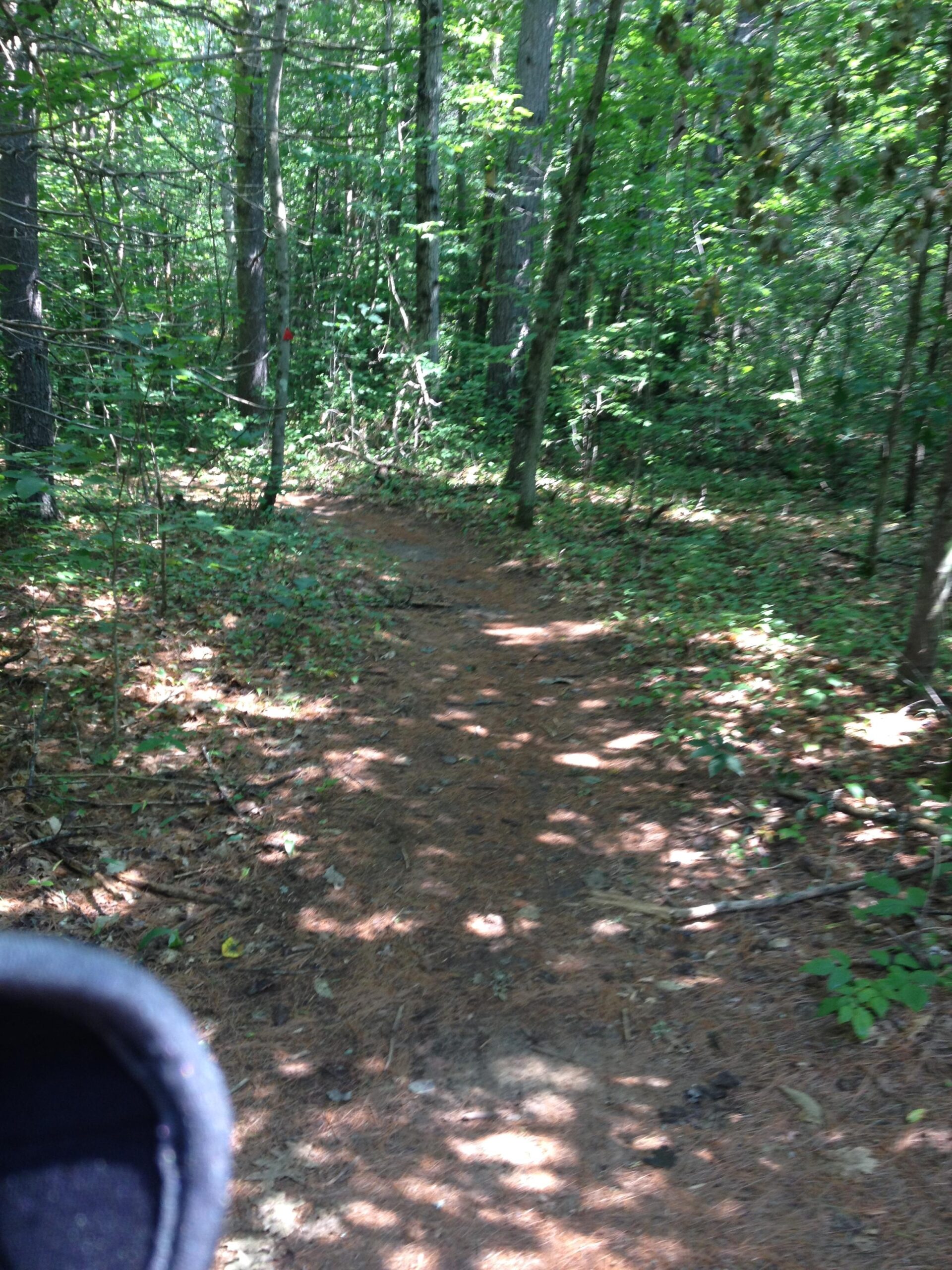 A narrow dirt path winding through a dense forest, surrounded by tall trees and greenery. Sunlight filters through the leaves, creating dappled patterns on the ground. The trail is slightly obscured by fallen pine needles and small plants. Franklin Falls mountain bike trail.