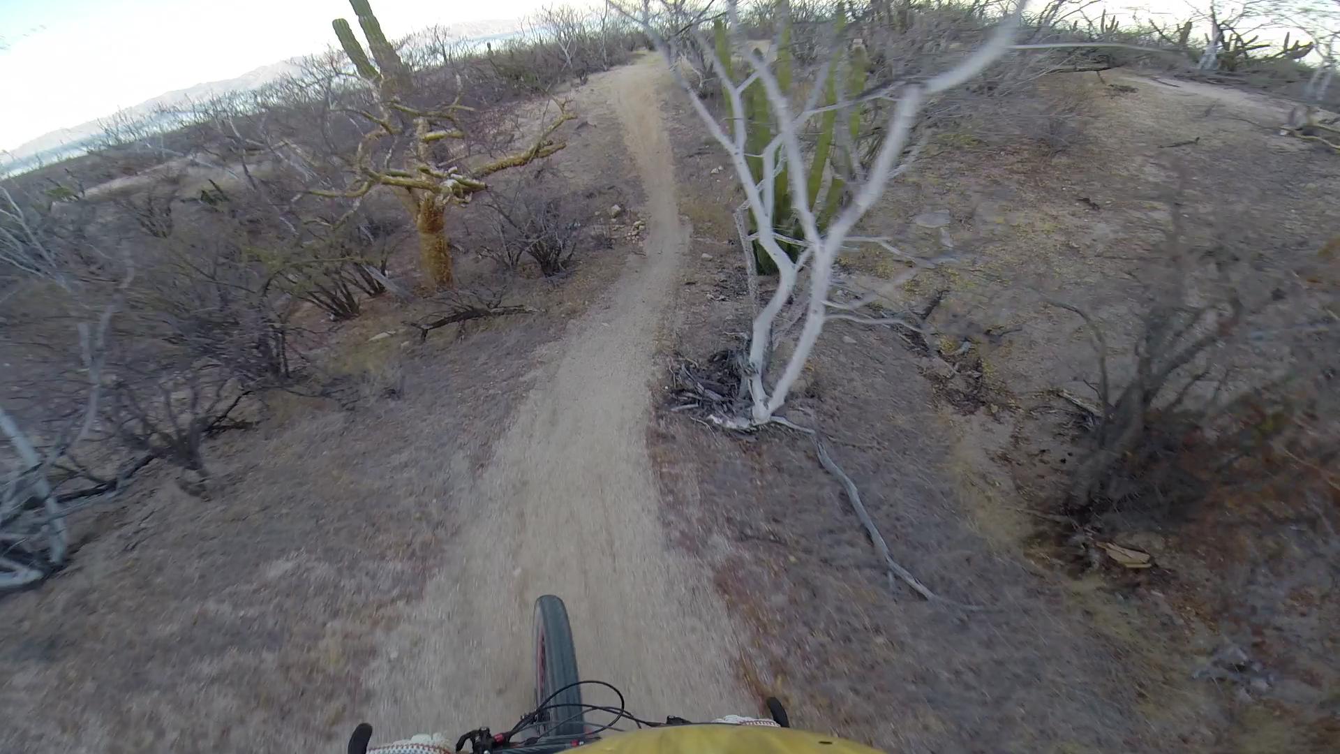 Mountain biking trail winding through a desert landscape with sparse vegetation, including cacti and bare trees, under a clear sky. The perspective captures the front wheel of a mountain bike, emphasizing the path ahead. Warren Ave mountain bike trail.