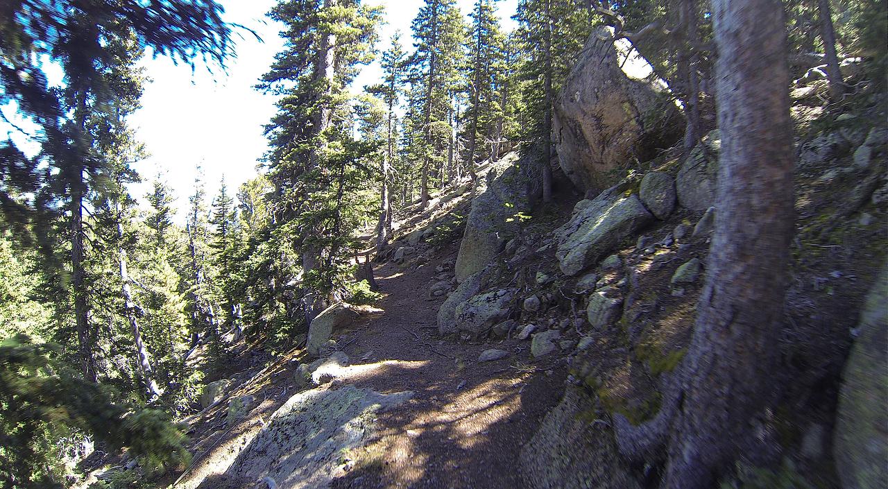 A winding trail through a pine forest, surrounded by tall trees and large rocks. Sunlight filters through the branches, casting dappled shadows on the path. The terrain is uneven, with scattered stones and a narrow dirt trail leading further into the woods. Elk Park Trail mountain bike trail.