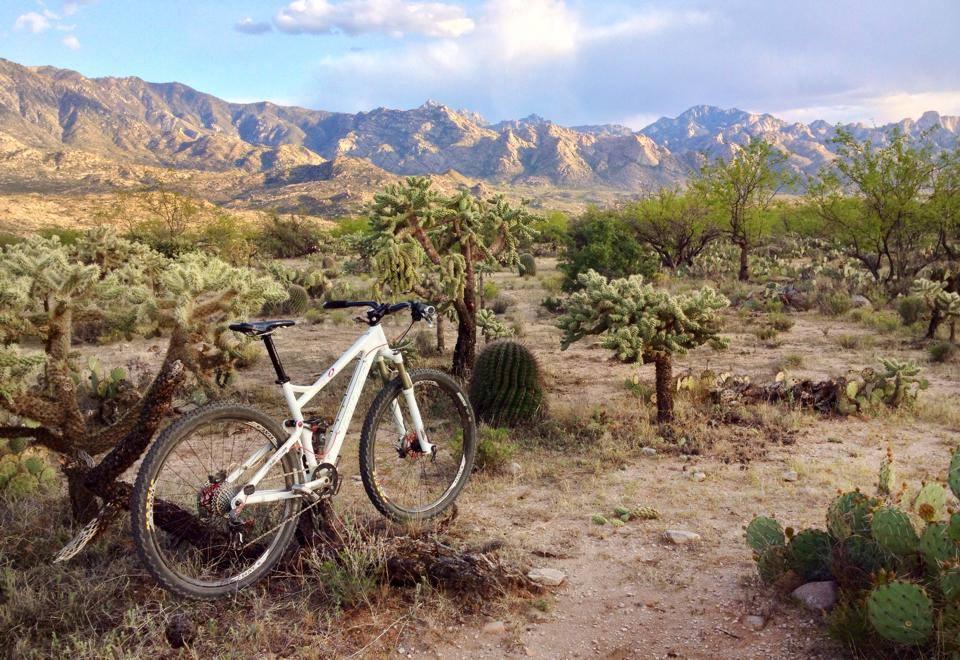 A mountain bike leaning against a cactus in a desert landscape, with rugged mountains and a partly cloudy sky in the background. The scene captures the natural beauty of arid terrain, featuring various types of cacti and sparse vegetation. 50-year Trail / Golder Ranch mountain bike trail.