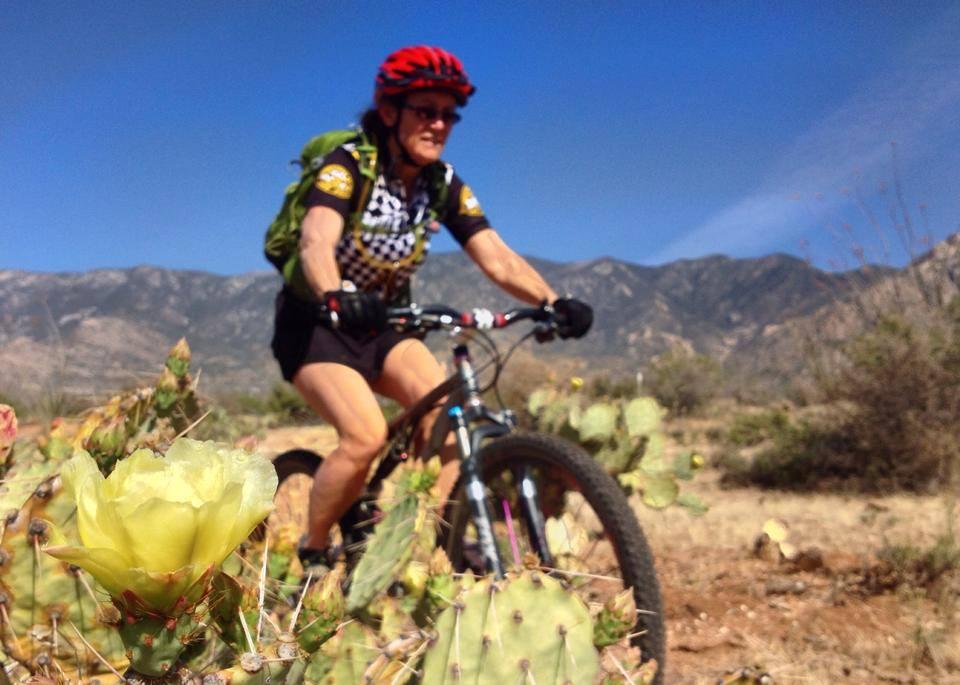 A cyclist wearing a red helmet and a black and white checkered jersey rides a mountain bike through a desert landscape. In the foreground, a yellow cactus flower blooms among the prickly pear cacti, with mountains visible in the background under a clear blue sky. 50-year Trail / Golder Ranch mountain bike trail.