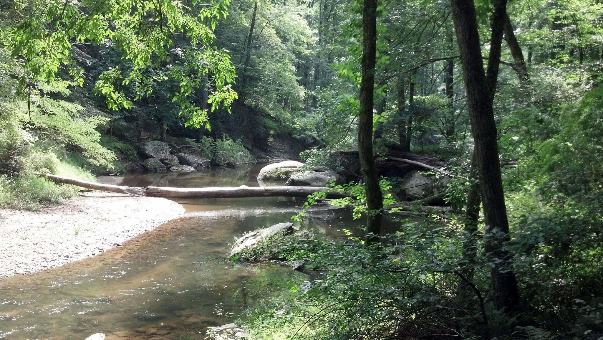 A serene view of a calm river winding through a lush green forest. The water flows gently past large rocks and fallen tree trunks, surrounded by dense foliage and trees, creating a peaceful natural scene. Gunpowder Falls State Park mountain bike trail.