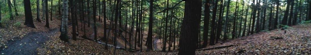 A panoramic view of a serene forest scene, featuring tall trees with green foliage and scattered autumn leaves covering the ground. A winding dirt path is visible, leading deeper into the woods, creating a peaceful and inviting atmosphere. Bayview & Stouffville mountain bike trail.