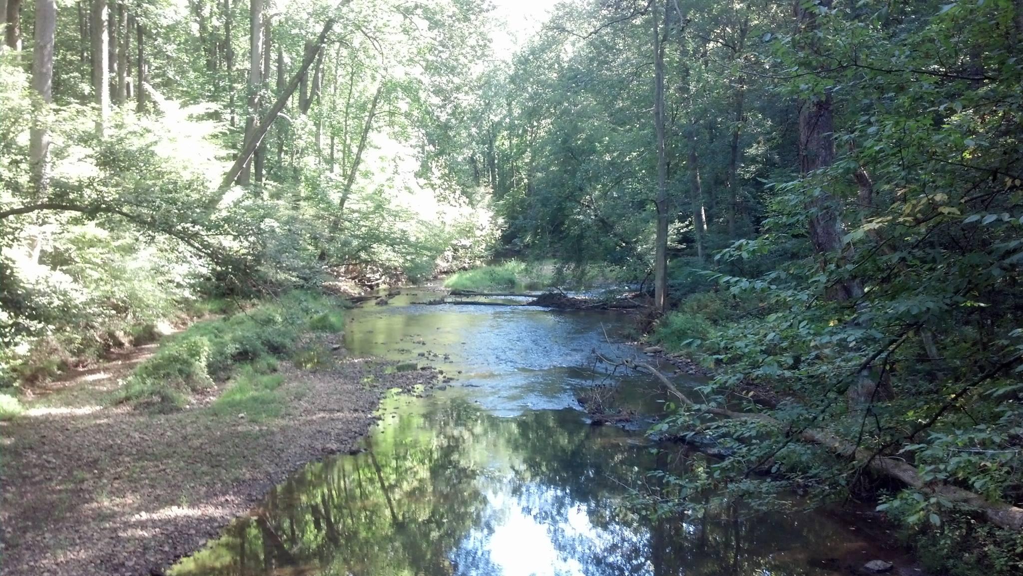 A serene forest landscape featuring a calm stream surrounded by lush green trees and foliage. Sunlight filters through the leaves, creating dappled reflections on the water's surface. The scene captures a peaceful and tranquil natural setting. Gunpowder Falls State Park mountain bike trail.