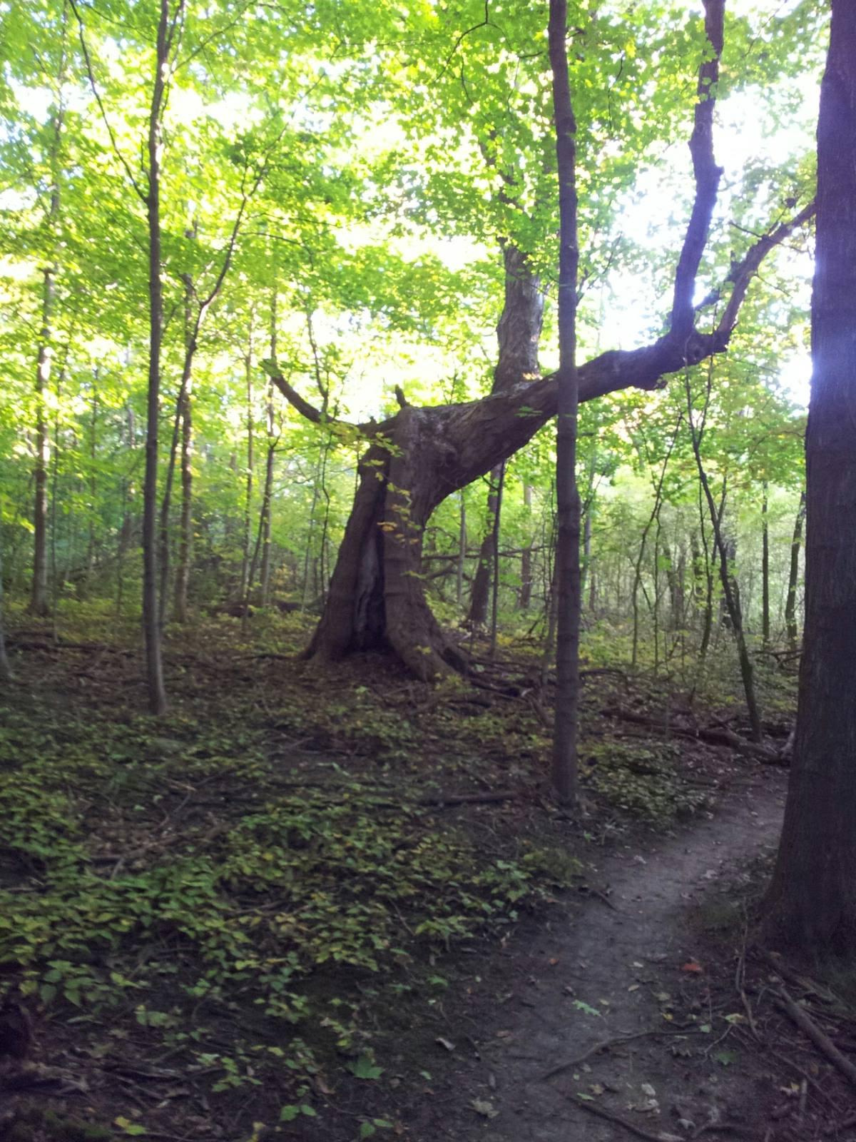 A large, gnarled tree stands prominently in a sunlit forest, surrounded by lush green foliage and smaller trees. A winding dirt path leads through the undergrowth, with patches of sunlight filtering through the leaves above. The scene conveys a tranquil and vibrant woodland atmosphere. Alpine Valley mountain bike trail.