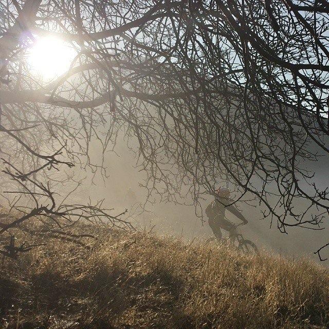 A cyclist navigating a misty, sunlit landscape, framed by the branches of a tree. The golden sunlight filters through the fog, illuminating the grass and creating a serene outdoor atmosphere. New Millennium Loop mountain bike trail.