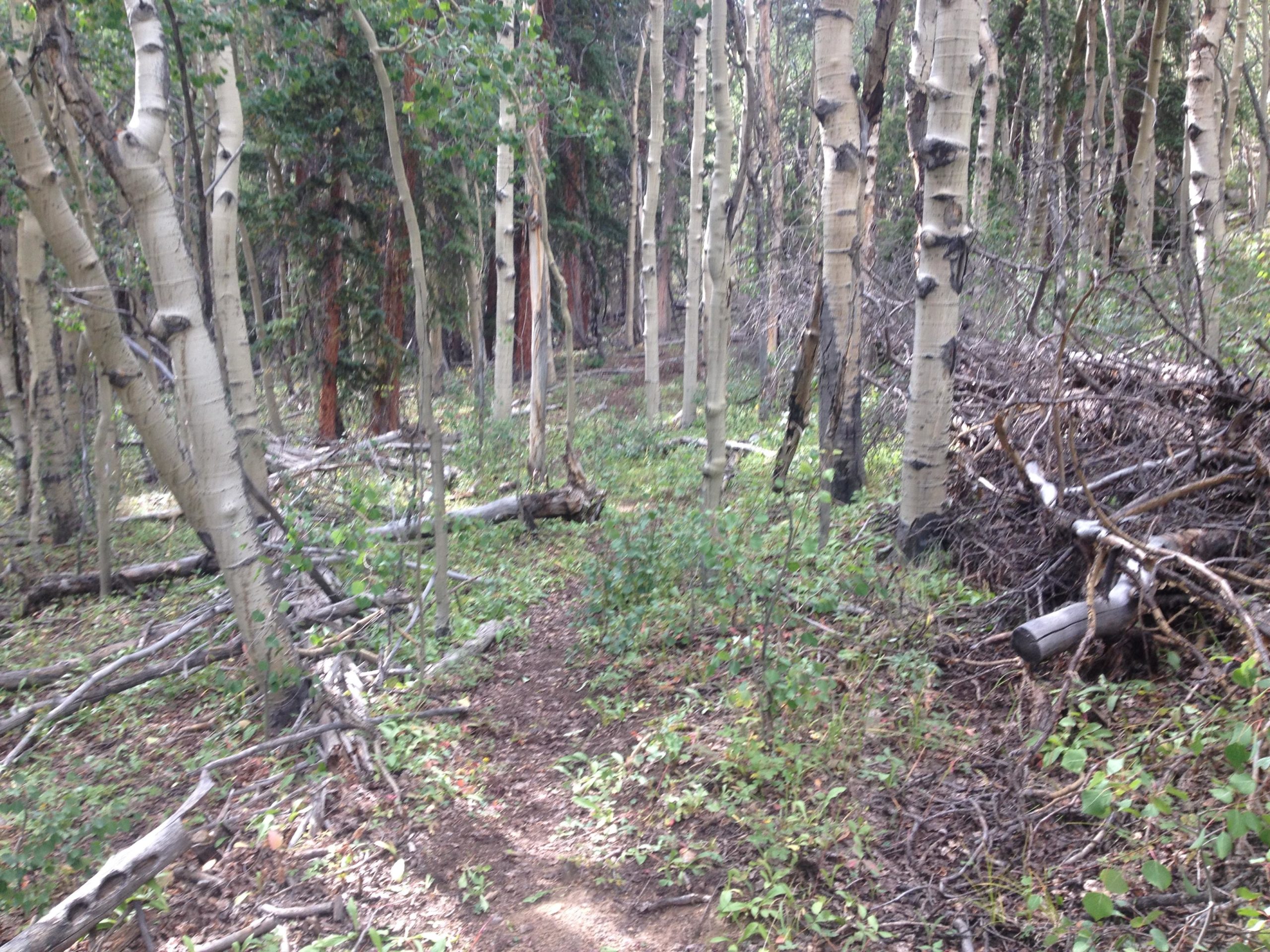 A serene forest path winding through a mixture of aspen and conifer trees, with fallen branches and greenery lining the ground. The sunlight filters through the leaves, creating a tranquil atmosphere. Salt Creek Trail mountain bike trail.