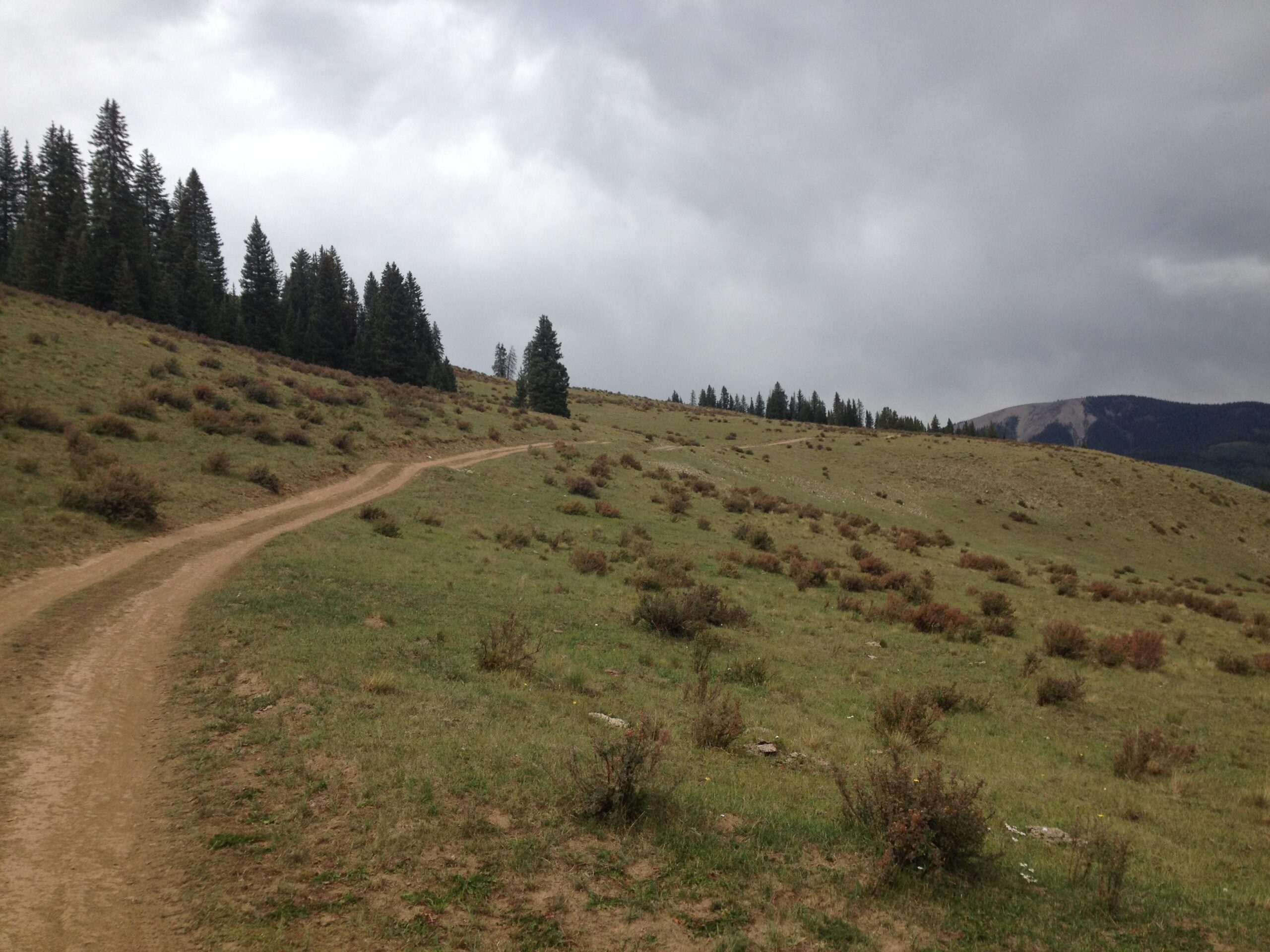 A dirt path winds through a grassy landscape with low shrubs and patches of grass, leading towards a background of coniferous trees and mountains under a cloudy sky. Doctor Park mountain bike trail.