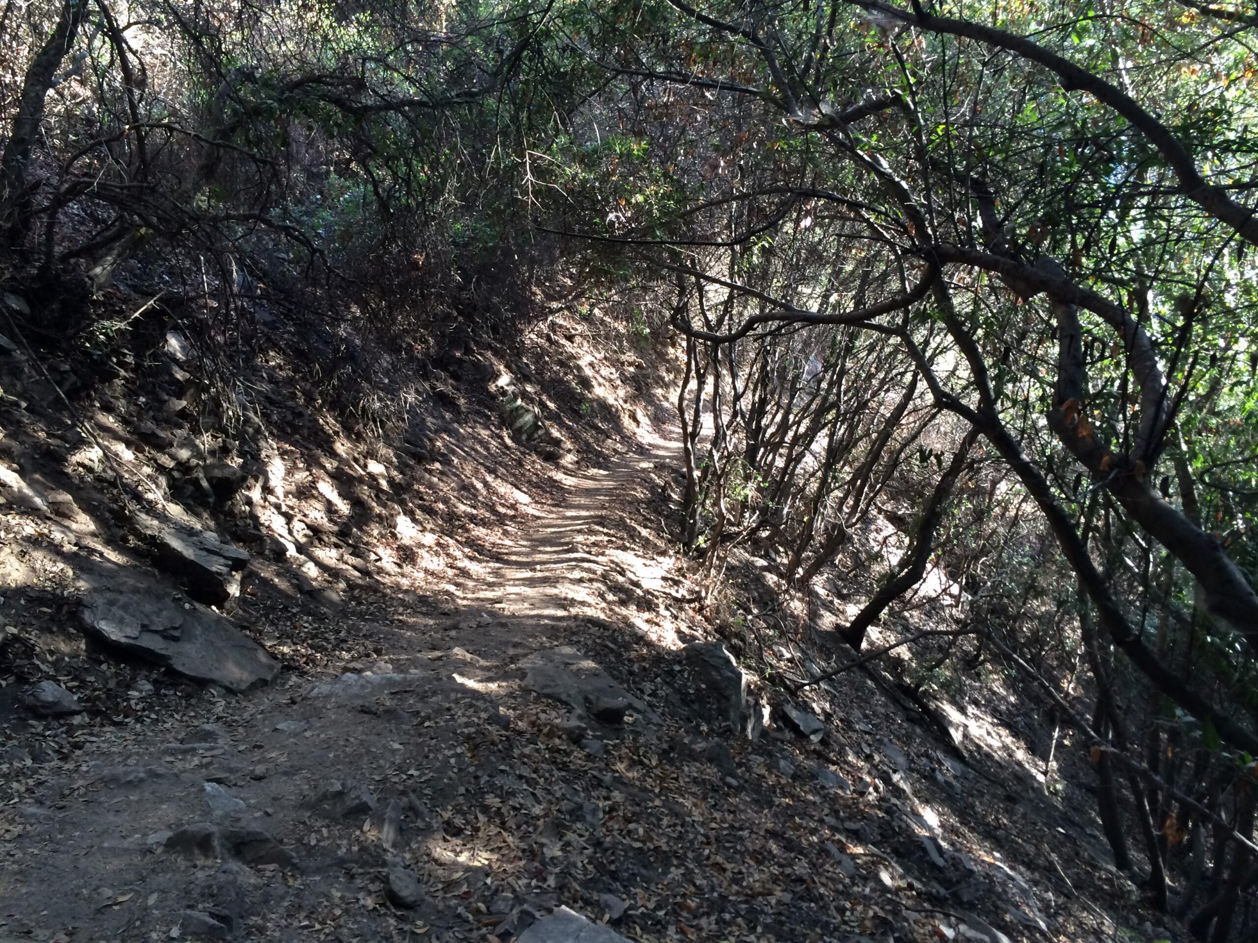 A narrow, winding trail surrounded by dense underbrush and trees, with sunlight filtering through the foliage. The path is uneven and lined with rocks and fallen leaves, indicating a natural setting ideal for hiking or exploring. Chantry Flats mountain bike trail.