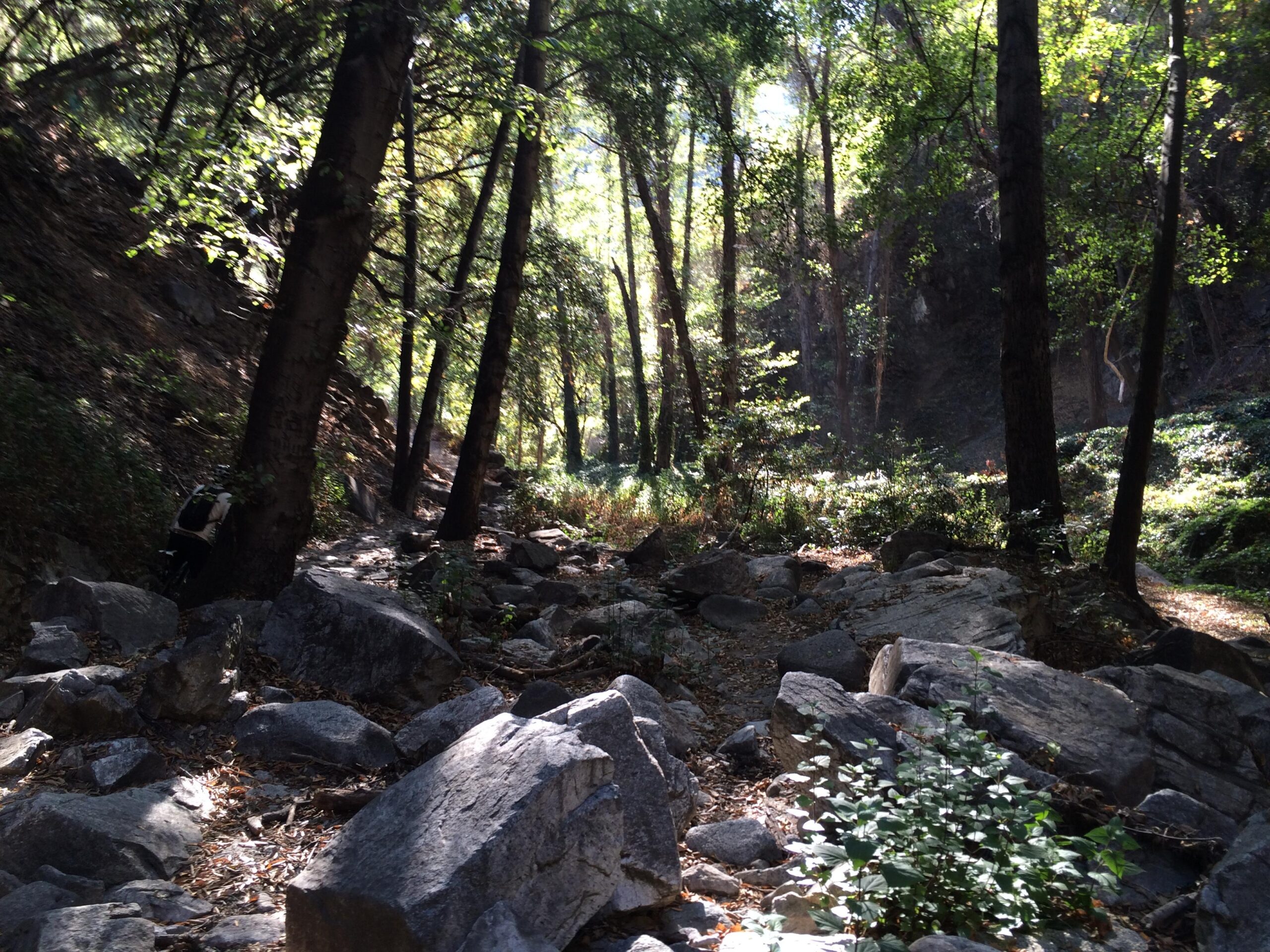 A sunlit forest scene with tall trees and a rocky path. Sunlight filters through the leaves, illuminating the greenery and scattered stones along the ground. The atmosphere is serene and natural, showcasing the beauty of the woodland landscape. Chantry Flats mountain bike trail.