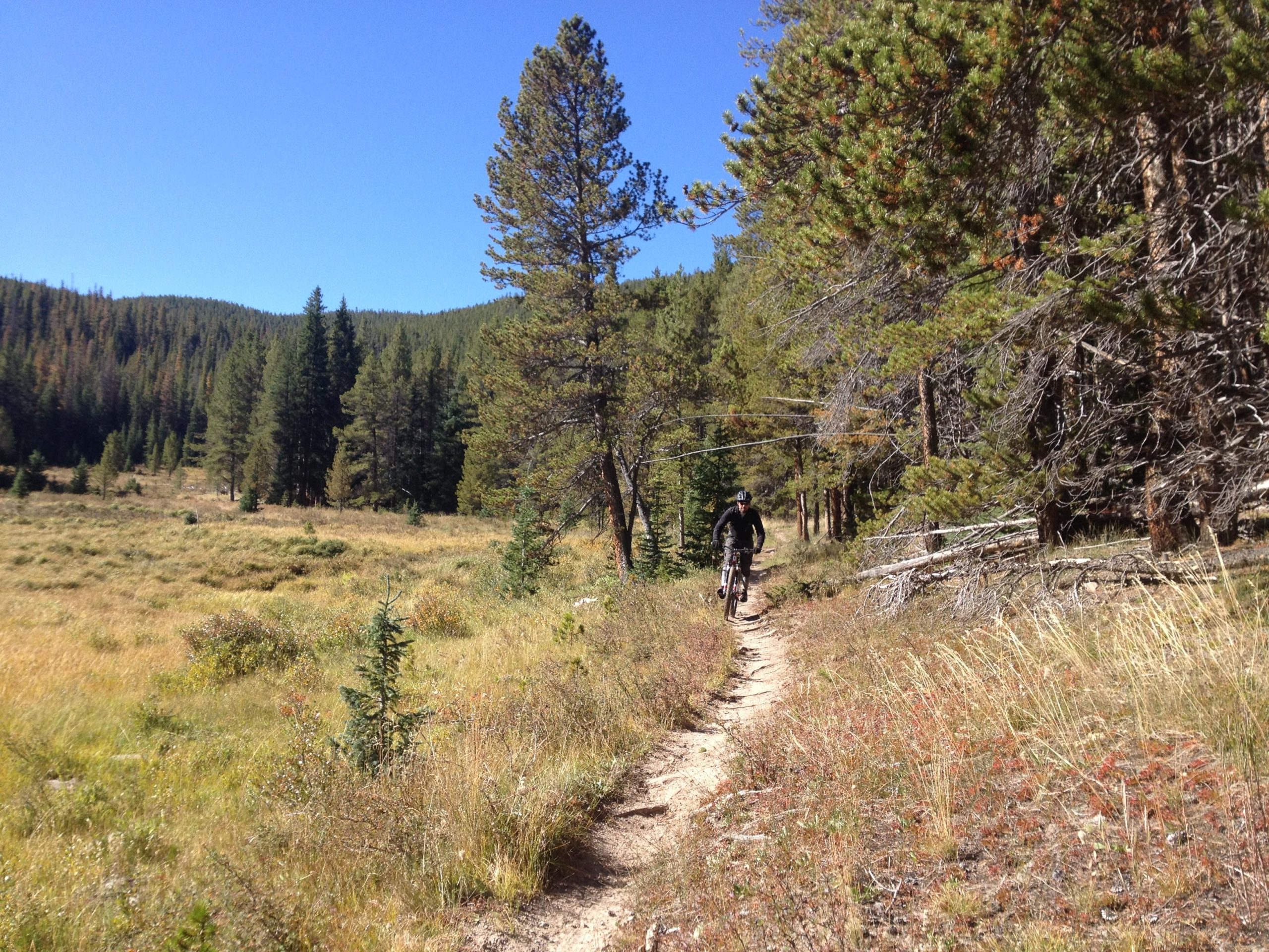 A mountain biker riding along a narrow dirt trail surrounded by tall pine trees and a grassy field under a clear blue sky. Agate Creek mountain bike trail.