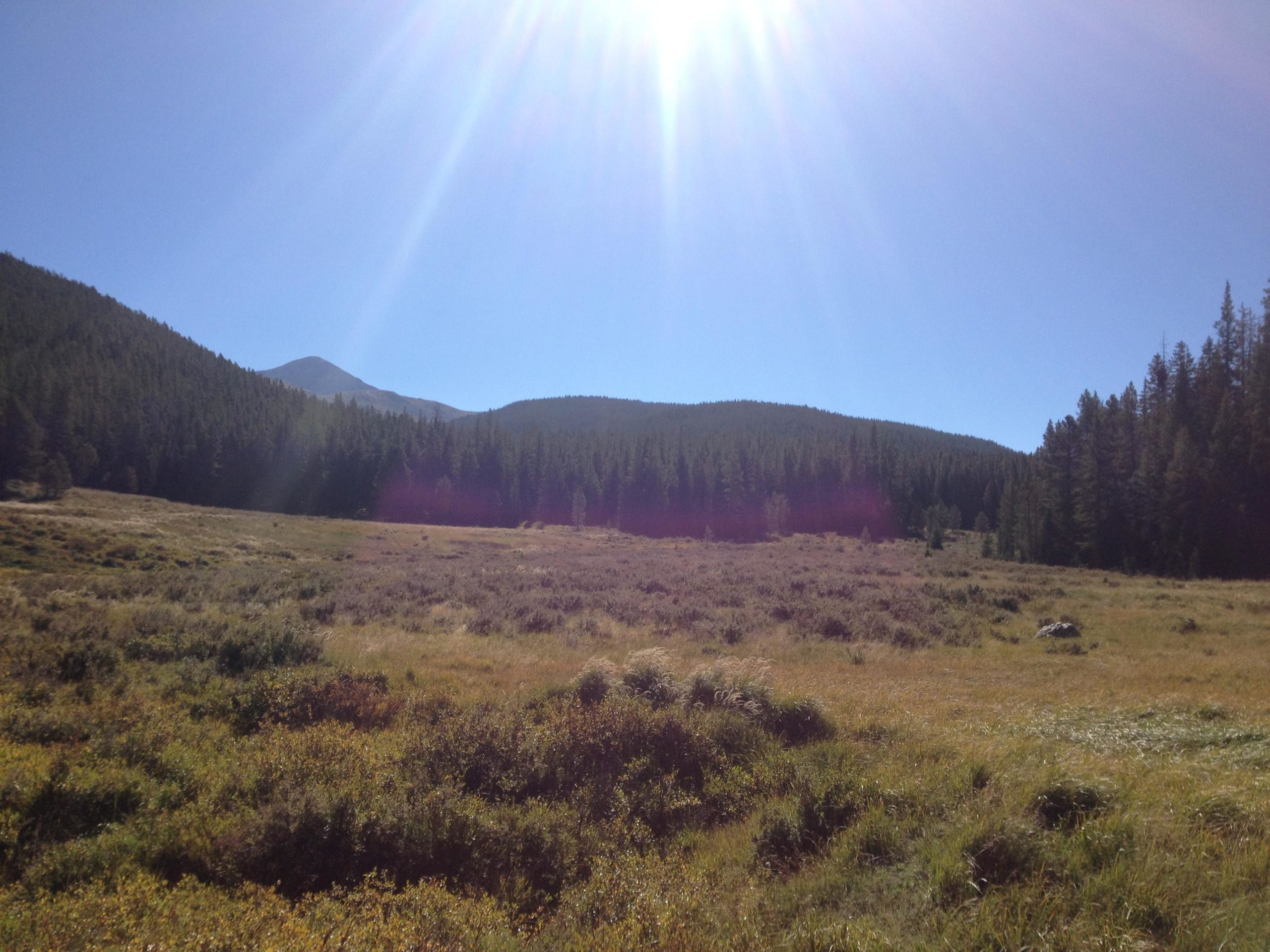 A sunny landscape featuring a grassy meadow surrounded by dense forests and mountains in the background. The clear blue sky is illuminated by sunlight, creating a bright and vibrant scene. Agate Creek mountain bike trail.