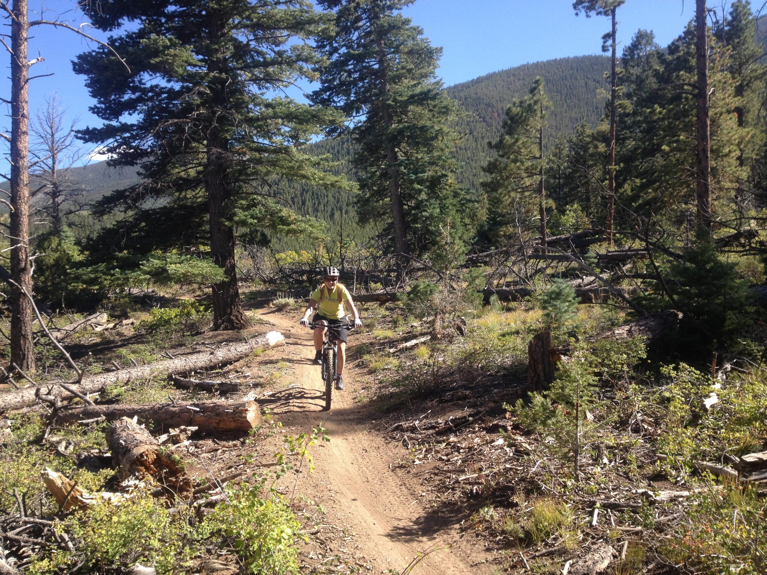 A person riding a mountain bike on a dirt trail surrounded by tall trees and mountain scenery. The trail is lined with fallen logs and greenery, under a clear blue sky. Rainbow Trail: Methodist Mountain Thd to Bear Creek Thd mountain bike trail.