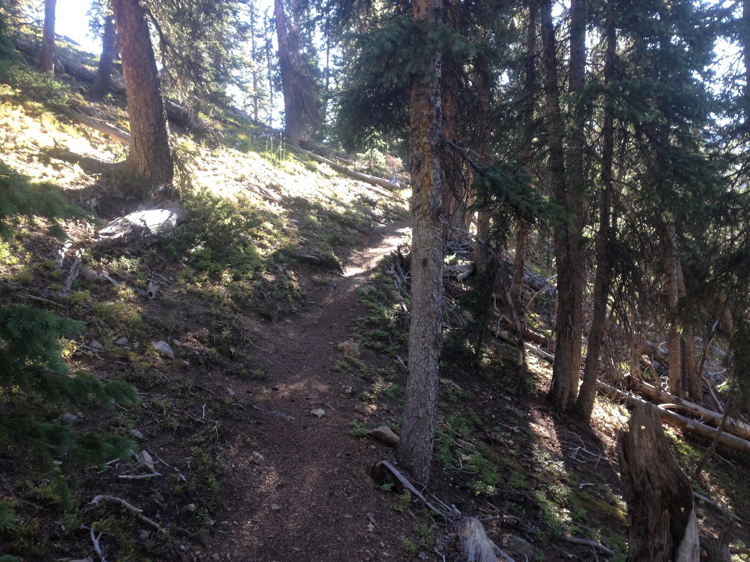 A narrow dirt trail winding through a forest filled with tall trees and sunlight filtering through the leaves, showcasing a natural landscape with patches of green moss and scattered rocks. CDT: Monarch Pass to Boss Lake / Hunt Lake Trail mountain bike trail.