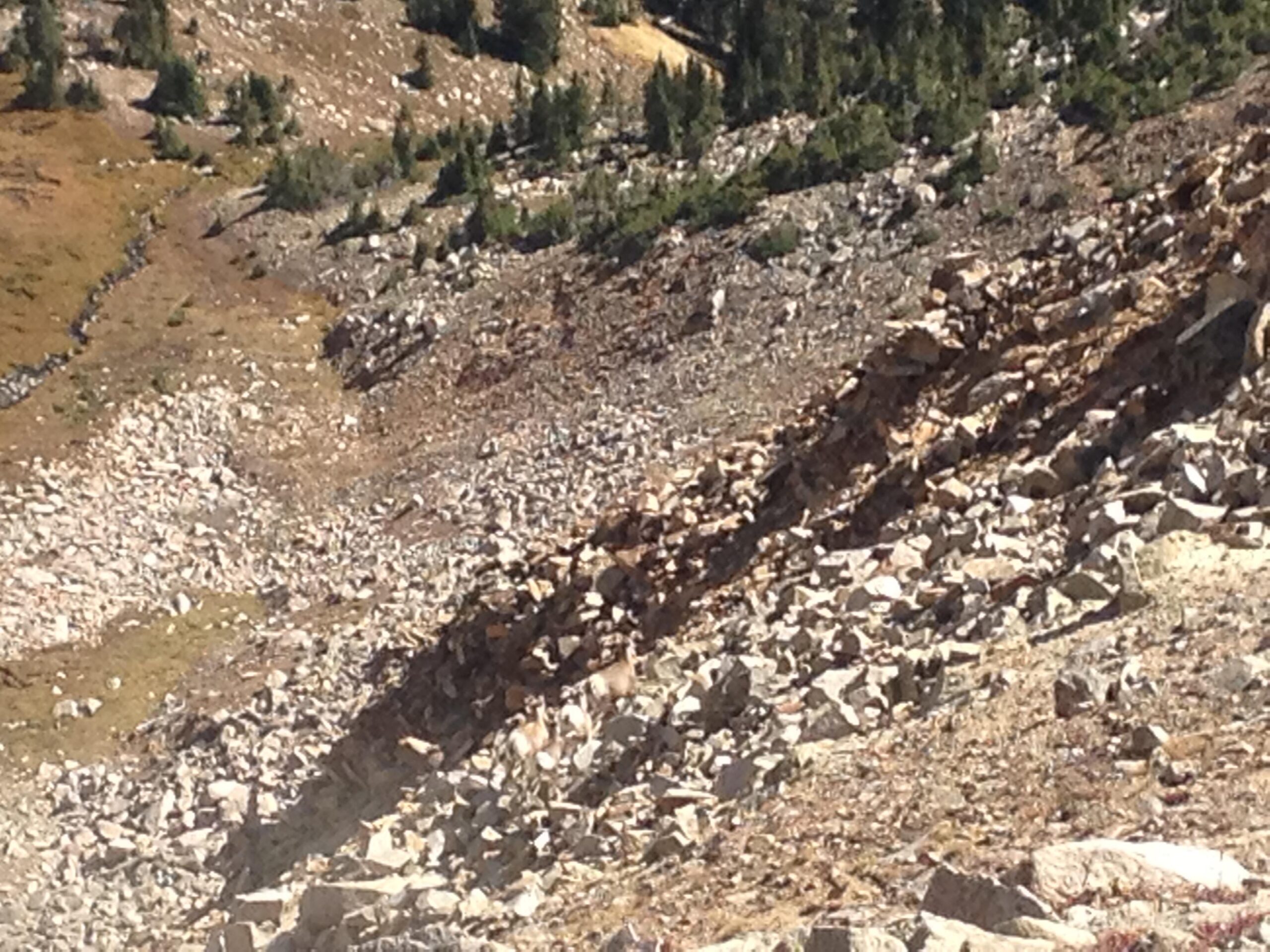 A rocky hillside with scattered boulders and patches of grass, surrounded by trees in the background. The terrain appears rugged and uneven, typical of mountainous regions. CDT: Monarch Pass to Boss Lake / Hunt Lake Trail mountain bike trail.