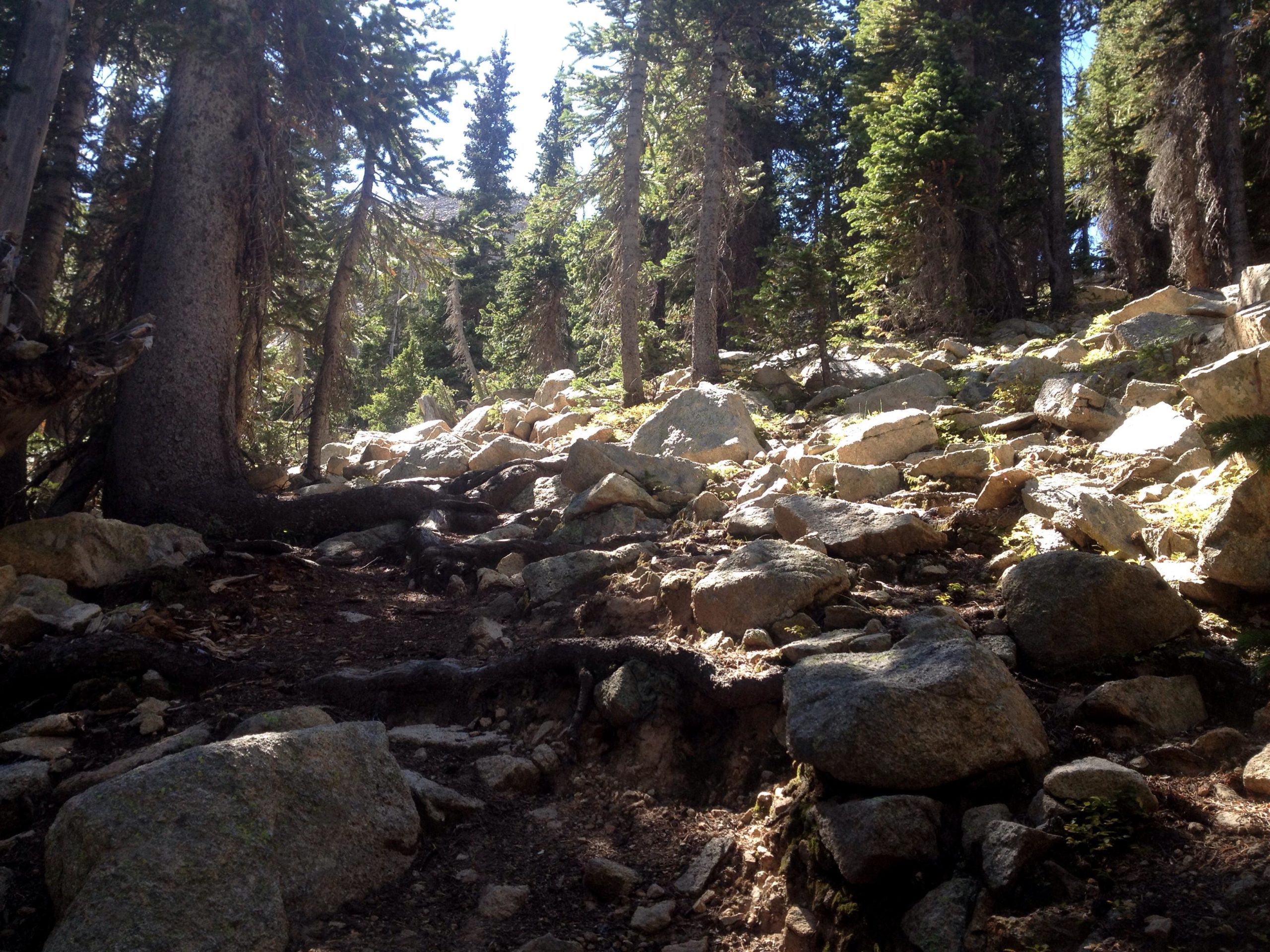 Rocky trail surrounded by tall trees in a forest, with sunlight filtering through the branches and illuminating the uneven ground. CDT: Monarch Pass to Boss Lake / Hunt Lake Trail mountain bike trail.