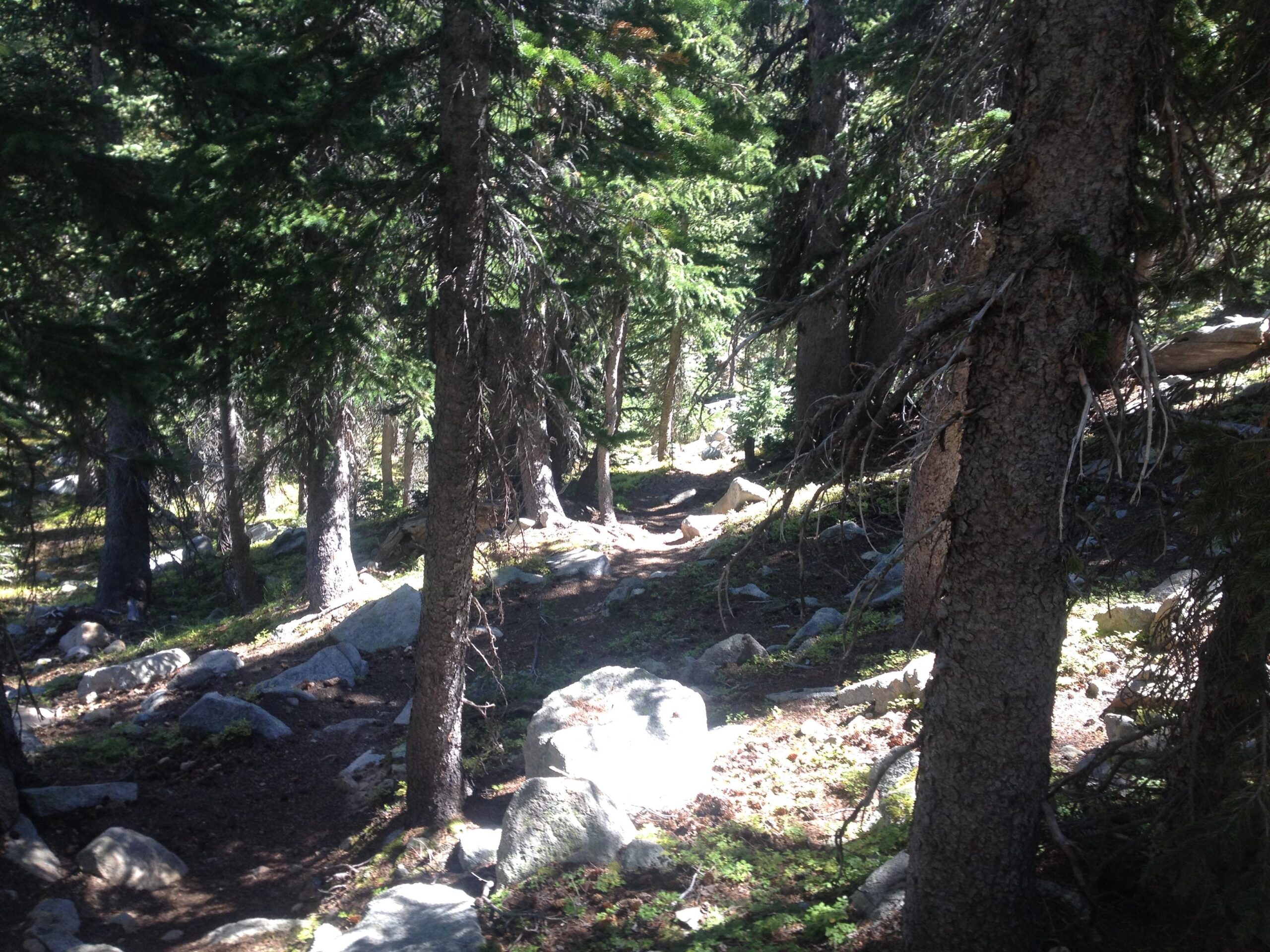 A sunlit forest trail surrounded by tall trees and scattered rocks, indicating a natural, serene hiking path. The ground is covered with leaves and moss, enhancing the woodland atmosphere. CDT: Monarch Pass to Boss Lake / Hunt Lake Trail mountain bike trail.