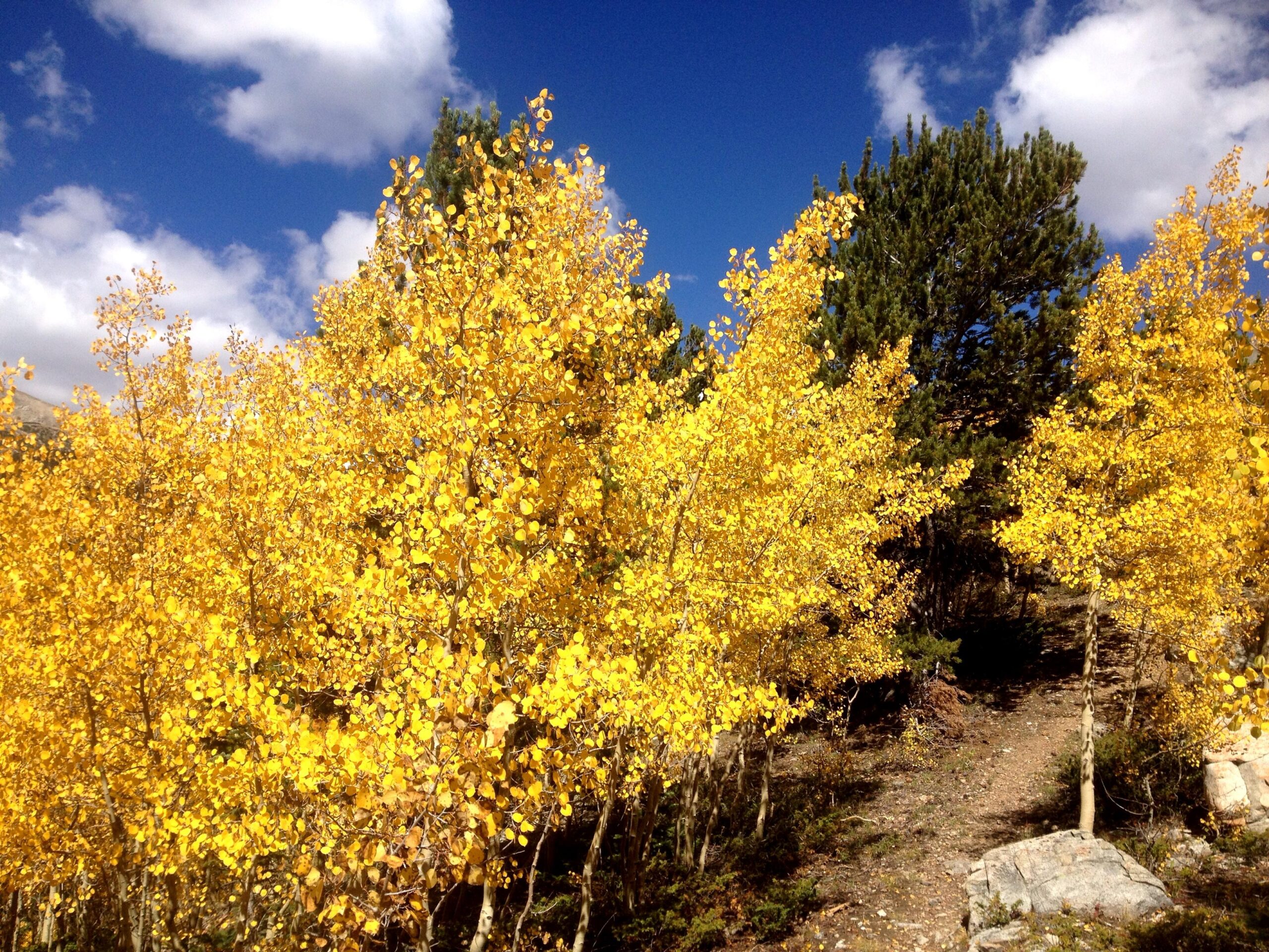 Bright yellow aspen trees with leaves in peak autumn color stand alongside a path leading through a forest. The background features a mix of green coniferous trees against a blue sky dotted with fluffy white clouds. CDT: Monarch Pass to Boss Lake / Hunt Lake Trail mountain bike trail.