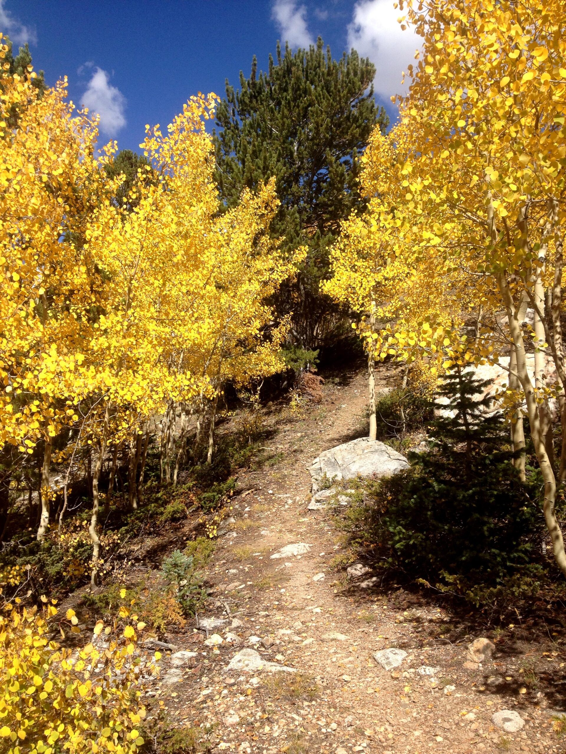 A serene dirt pathway winding through a forest of vibrant yellow aspen trees, with a backdrop of a deep blue sky and fluffy white clouds. Lush greenery and scattered rocks line the path, inviting exploration into the autumn landscape. CDT: Monarch Pass to Boss Lake / Hunt Lake Trail mountain bike trail.